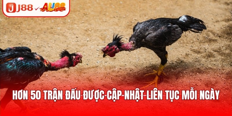 Đá Gà SV128 - Sảnh Giải Trí Uy Tín, Nhiều Trận Đấu Hot 4 Đá gà nòi - Trải nghiệm trận đấu căng thẳng, kịch tính