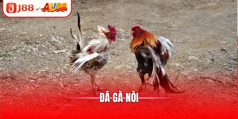 Đá Gà Nòi - Trận Đấu Tranh Tài Kịch Tính, Căng Thẳng 1 Đá Gà Nòi - Trận Đấu Tranh Tài Kịch Tính, Căng Thẳng