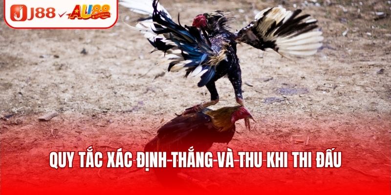 Đá Gà Nòi - Trận Đấu Tranh Tài Kịch Tính, Căng Thẳng 3 Quy tắc xác định thắng và thua khi thi đấu